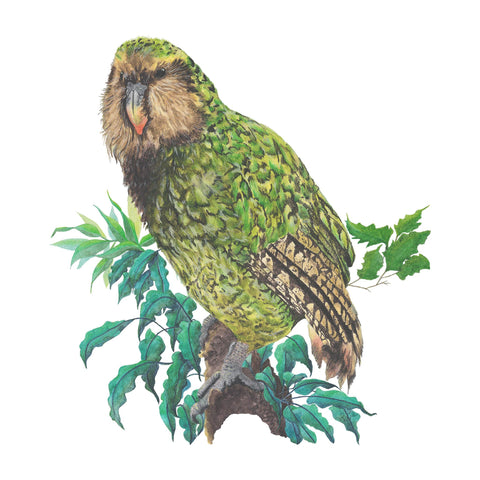 Kākāpō Calling tee - art for a cause