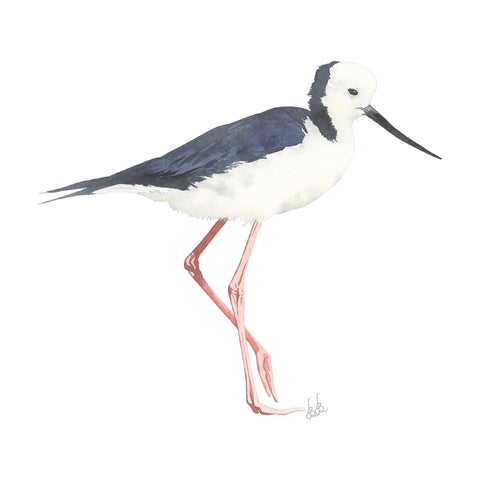 Pied Stilt Elegance tee